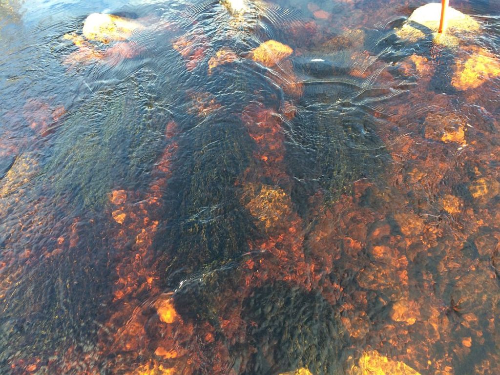 Virtaavan veden alla näkyy pohjassa kiviä, joissa on kiinni veden mukana heiluvaa sammalta