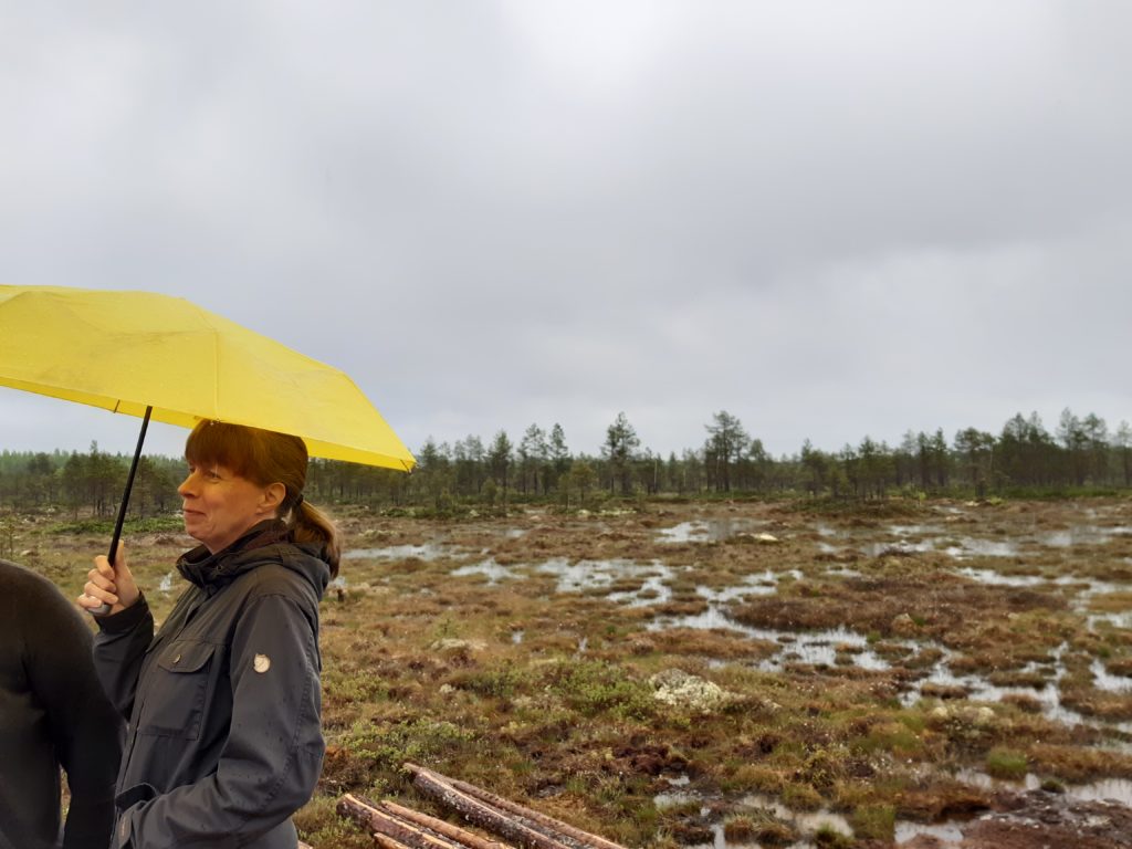 Metsähallituksen Päivi Similä keltaisen sateenvarjon alla Sammalpuronsuon ennallistamiskohteen edustalla