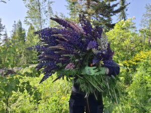 ihminen kantaa lupiineja