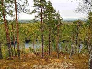 maisema mäen päältä järvelle, edessä mäntyjä